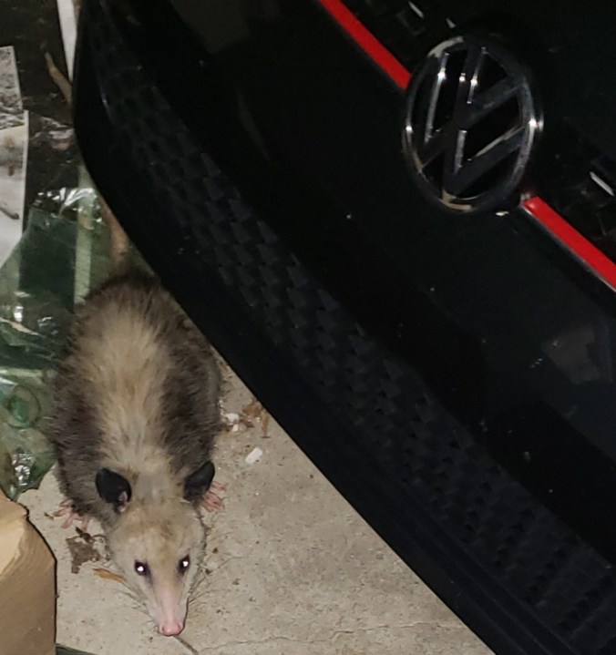 Possum Peculiarities
